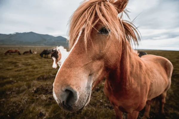 İzlanda 'nın manzaralı doğasında İzlanda atı. — Stok fotoğraf