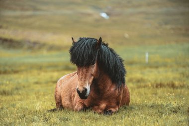 İzlanda 'nın manzaralı doğasında İzlanda atı.