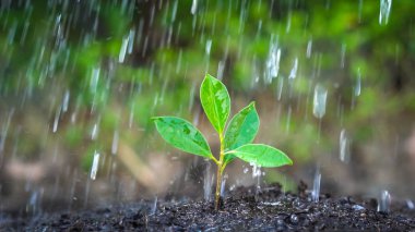 Genç bitki fidesinin yeni yaşamı siyah toprakta yetişir