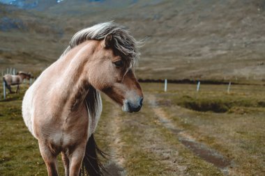 İzlanda 'nın manzaralı doğasında İzlanda atı.