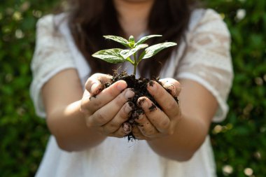 Kadın elinde genç bitki ağacı filizi.