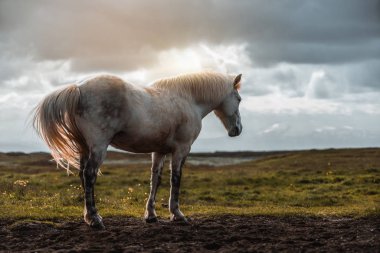 İzlanda 'nın manzaralı doğasında İzlanda atı.