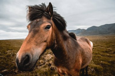 İzlanda 'nın manzaralı doğasında İzlanda atı.
