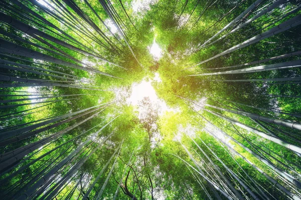 Arashiyama Bamboo Forest знаменитое место Киото Япония — стоковое фото