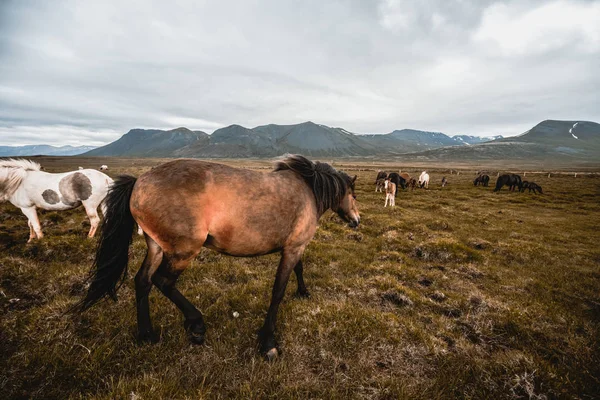 Cavallo islandese nella natura panoramica dell'Islanda. — Foto Stock