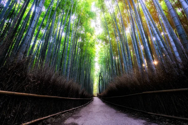 आराशीयामा बांबू वन प्रसिद्ध ठिकाण क्योटो जपान — स्टॉक फोटो, इमेज