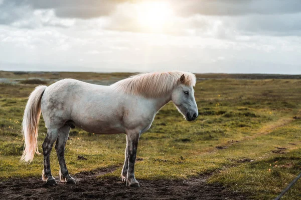 Cavallo islandese nella natura panoramica dell'Islanda. — Foto Stock