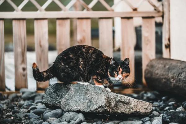 Evin dışında siyah ve kahverengi renkli kedi. — Stok fotoğraf