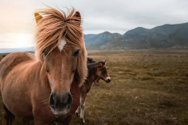 Icelandic horse in scenic nature of Iceland. — Stock Photo, Image