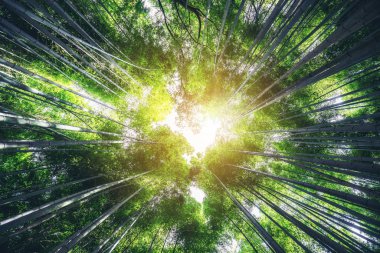 Arashiyama Bambu Ormanı ünlü yer Kyoto Japonya