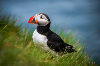 Auk ailesinde Vahşi Atlantik puffin seabird.