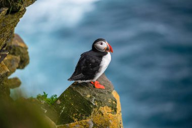 Auk ailesinde Vahşi Atlantik puffin seabird.