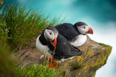 Auk ailesinde Vahşi Atlantik puffin seabird.