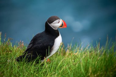Auk ailesinde Vahşi Atlantik puffin seabird.