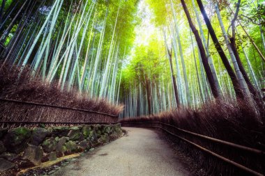 Arashiyama Bambu Ormanı ünlü yer Kyoto Japonya