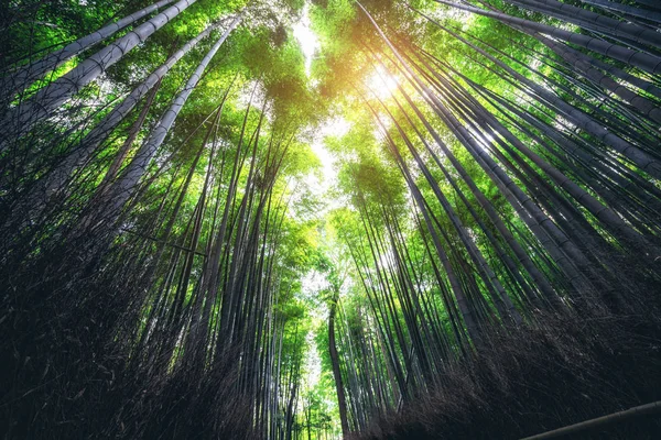 Arashiyama Bamboo Forest luogo famoso Kyoto Giappone — Foto Stock