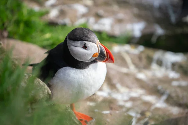 Wilder atlantischer Papageitaucher in der Familie der Auken. — Stockfoto