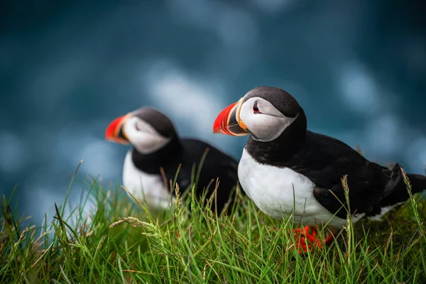 Aves de mar del frailecillo atlántico salvaje en la familia auk . — Foto de Stock