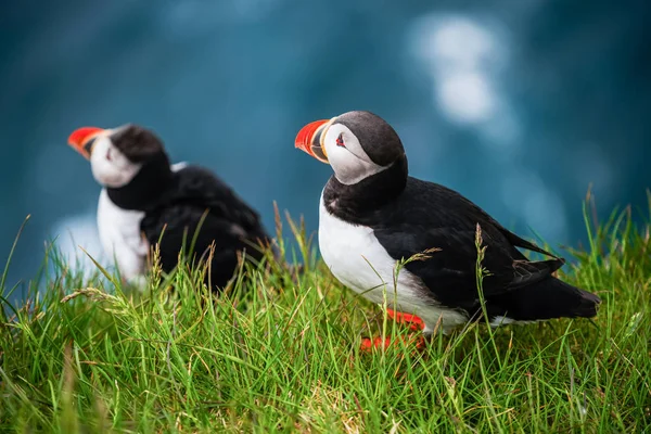 Aves de mar del frailecillo atlántico salvaje en la familia auk . — Foto de Stock