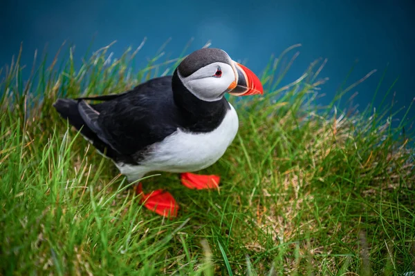 Wilde Atlantische papegaaiduiker zeevogel in de auk familie. — Stockfoto