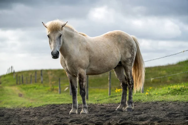 Caballo islandés en la naturaleza escénica de Islandia. — Foto de Stock