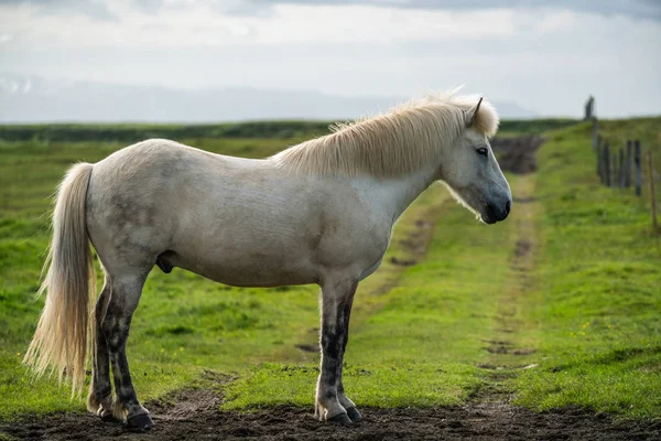 Islandshäst i naturskön natur på Island. — Stockfoto