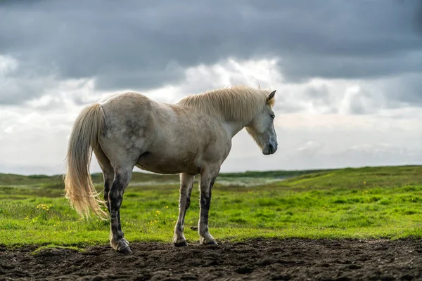 Islandshäst i naturskön natur på Island. — Stockfoto