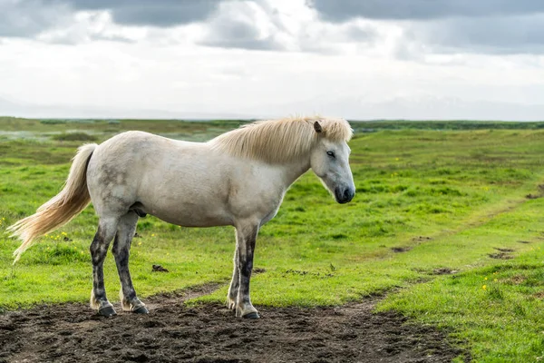Исландская лошадь в живописной природе Исландии. — стоковое фото