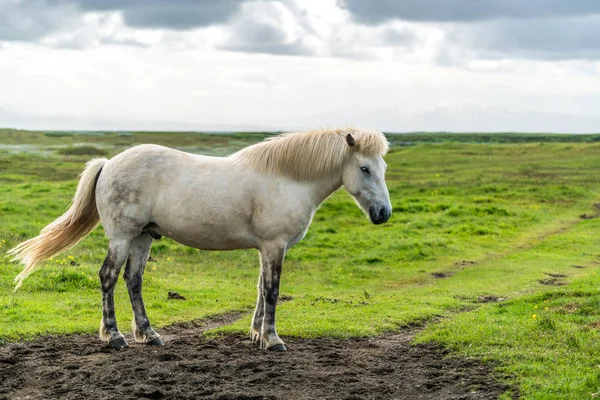 İzlanda 'nın manzaralı doğasında İzlanda atı. — Stok fotoğraf