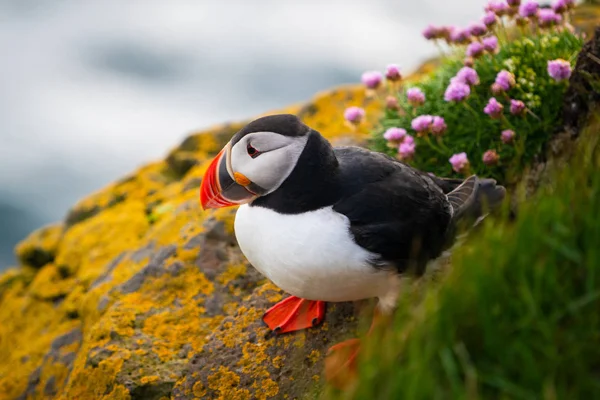 英国の家族の野生の大西洋パフィン海鳥. — ストック写真