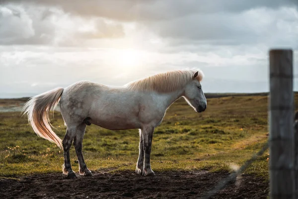 İzlanda 'nın manzaralı doğasında İzlanda atı. — Stok fotoğraf