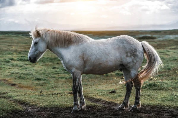 İzlanda 'nın manzaralı doğasında İzlanda atı. — Stok fotoğraf