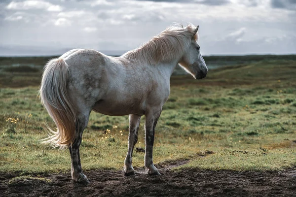 Caballo islandés en la naturaleza escénica de Islandia. — Foto de Stock