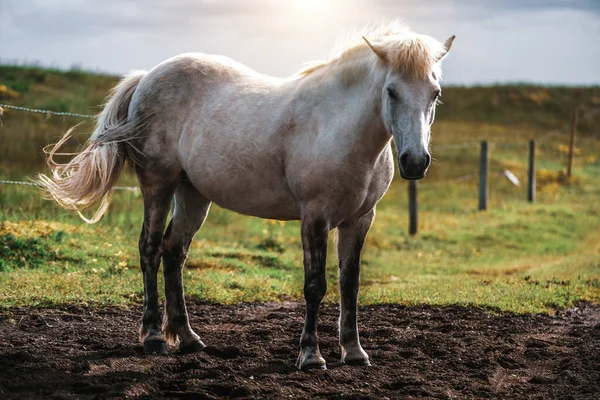 Caballo islandés en la naturaleza escénica de Islandia. — Foto de Stock