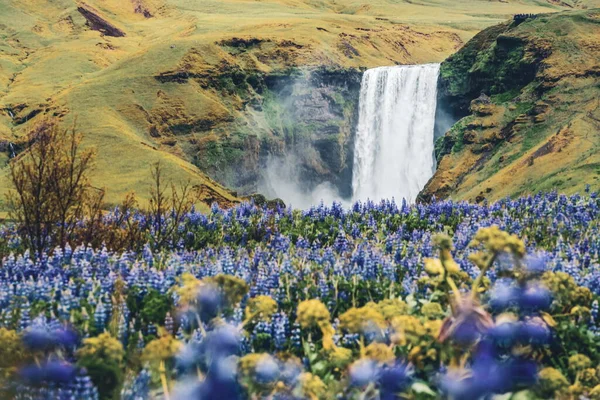 Skogafoss Wasserfall in Island im Sommer. — Stockfoto