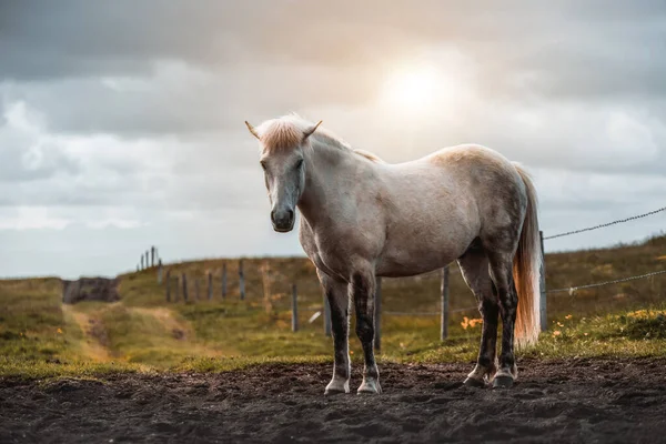 Cavalo islandês na natureza cênica da Islândia. — Fotografia de Stock