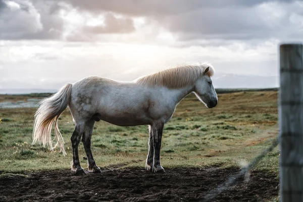 İzlanda 'nın manzaralı doğasında İzlanda atı. — Stok fotoğraf