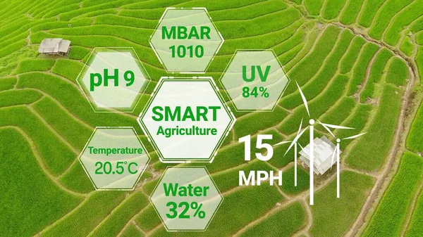 Intelligens Digitális Mezőgazdasági Technológia Futurisztikus Szenzoradatgyűjtéssel Mesterséges Intelligencia Segítségével Növénytermesztés — Stock Fotó