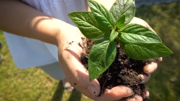 Donna che tiene l'albero delle piante germogliare al rallentatore. — Video Stock