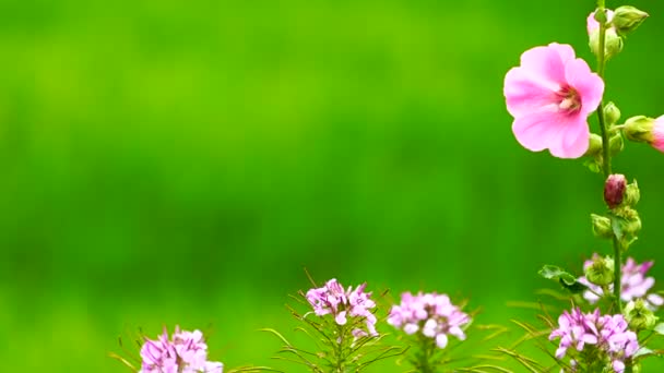 Flor rosa sobre fondo de campo verde. — Vídeo de stock