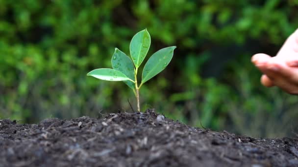 Plan au ralenti - main donnant de l'eau à la plante — Video