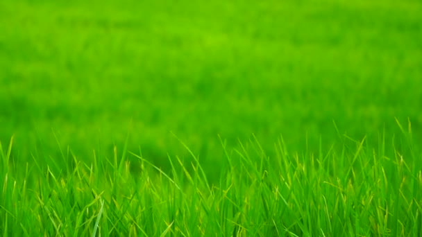 Groen veld achtergrond in close-up bekijken. — Stockvideo