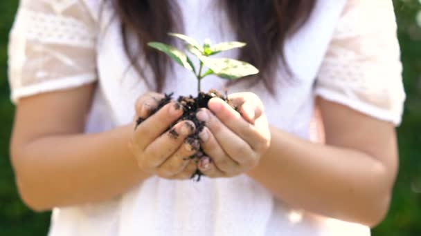 Женщина держит растение ростком и двигаться к камере — стоковое видео