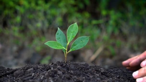 Mano mayor creciendo, cuidando un brote de árbol joven. — Vídeos de Stock