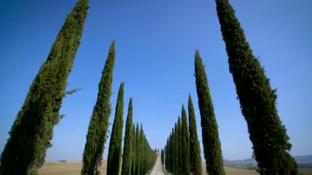 Fila de árboles de ciprés a lo largo de la carretera Toscana - Conductor POV — Vídeos de Stock