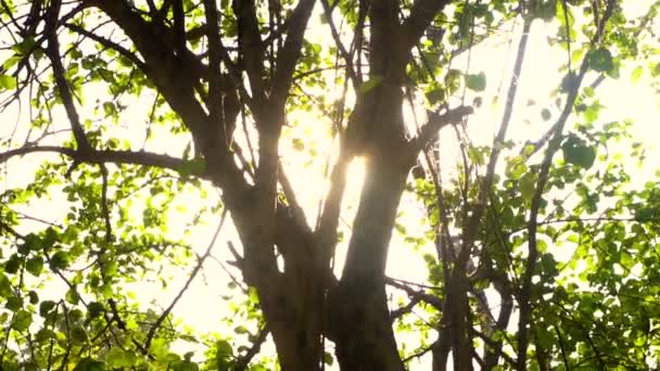 Estabilizado tiro panning de floresta tropical, árvores — Vídeo de Stock