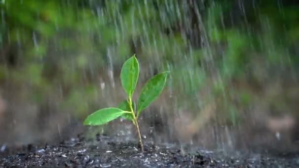 Slow motion shot of tree sprout in the rain. — Stock Video