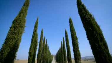 Toskana Yolu 'ndaki Cypress Ağaçları Sırası - Sürücü POV