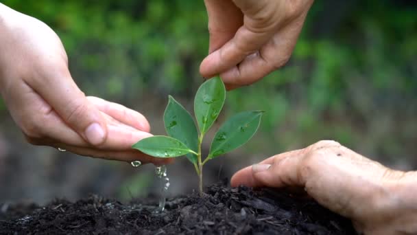Ludzie dbają o młodych kiełków roślin. — Wideo stockowe