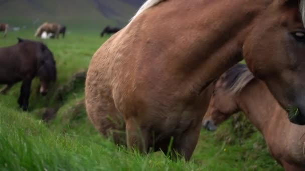 Caballo islandés en la naturaleza escénica de Islandia. — Vídeo de stock